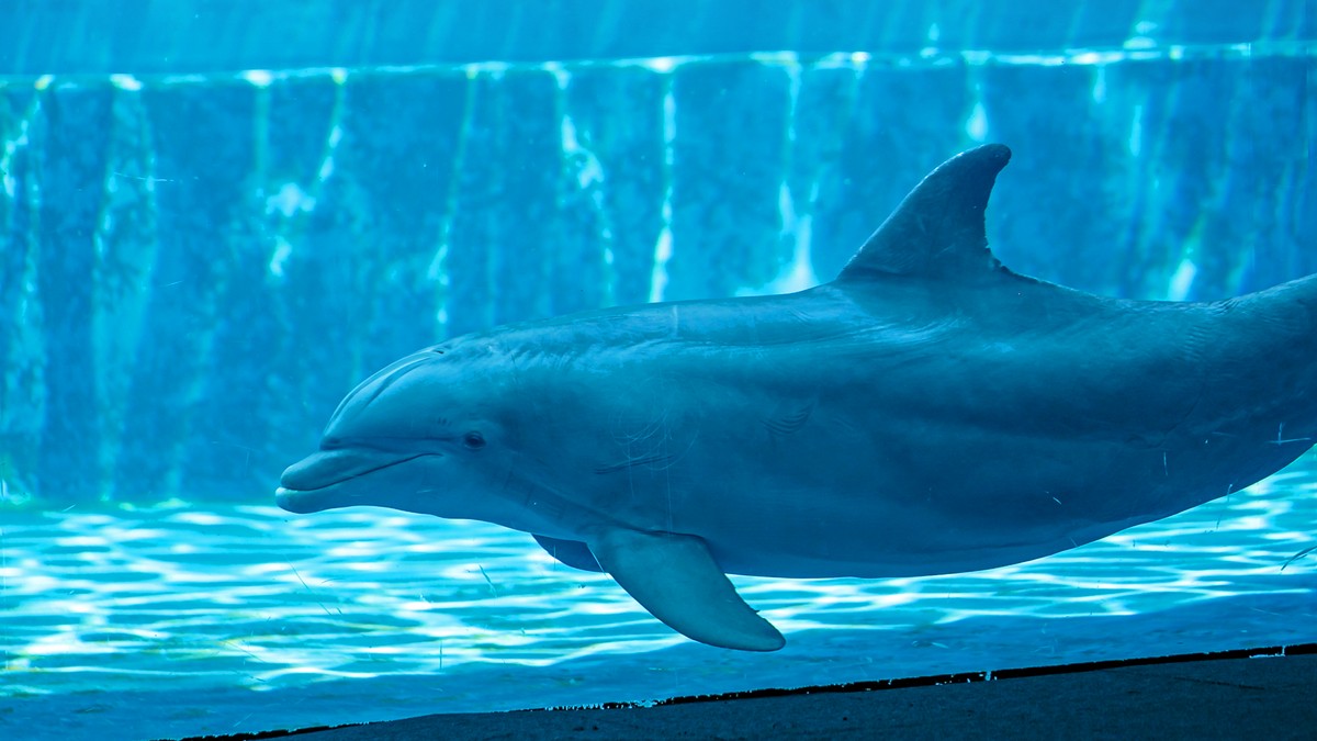 Acquario di Cattolica