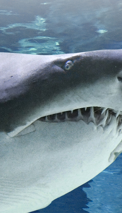 Acquario di cattolica